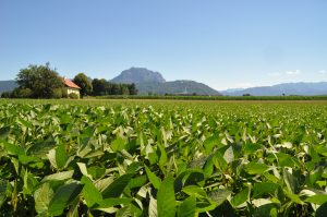sojafeld-am-traunstein-ooe_ckarl-fischer