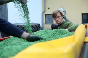Valentin Seiringer, Bio-Landwirt im niederösterreichischen Mostviertel prüft die Sojabohnen vor der Aussaat