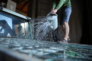Sojabohnen werden vor der Aussaat mit Knöllchenbakterien beimpft.