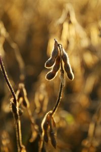 Reife Sojapflanze im Abendlicht