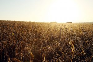 Reifes Sojafeld in OÖ im Abendlicht