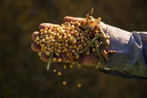 Frisch geerntete Sojabohnen in der Hand