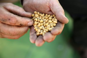 Frisch geerntete Sojabohnen in der Hand