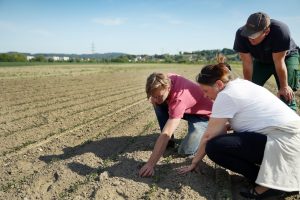 Sojafeld in Niederösterreich nach dem Hackvorgang