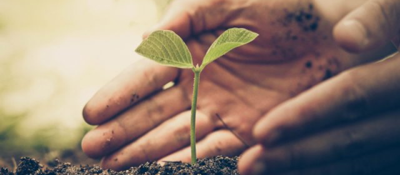 Österreichischer Soja-Tag am 1. Mai