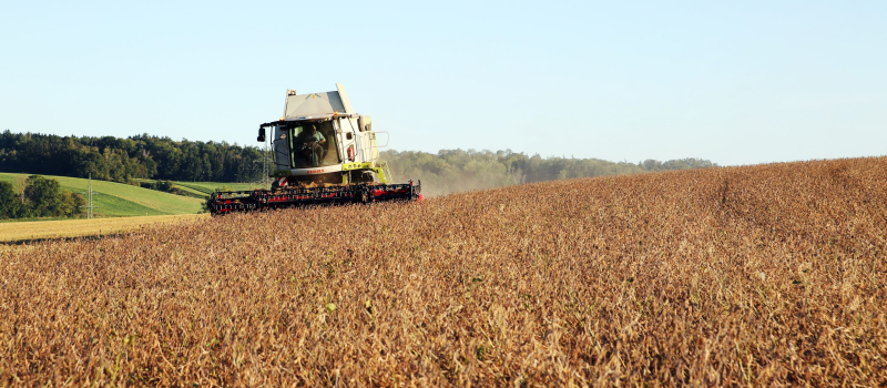 Sojabohnen frisch geerntet